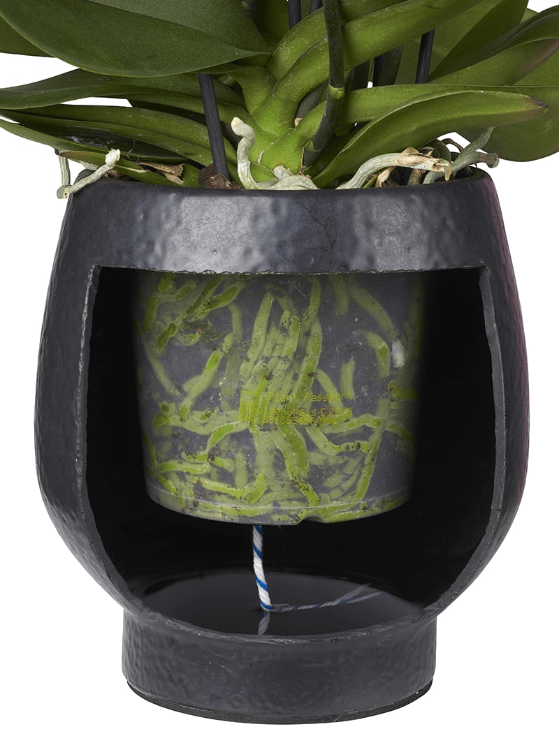 Pot-uitsnede-min