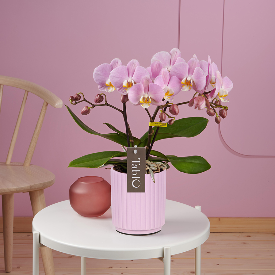 Tablo Cosmopolitan